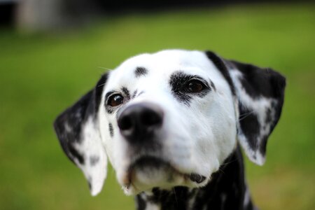 Head animal portrait dog breed