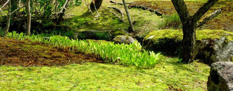 Springtime - Kenroku-en - Kanazawa, Japan - DSC09714