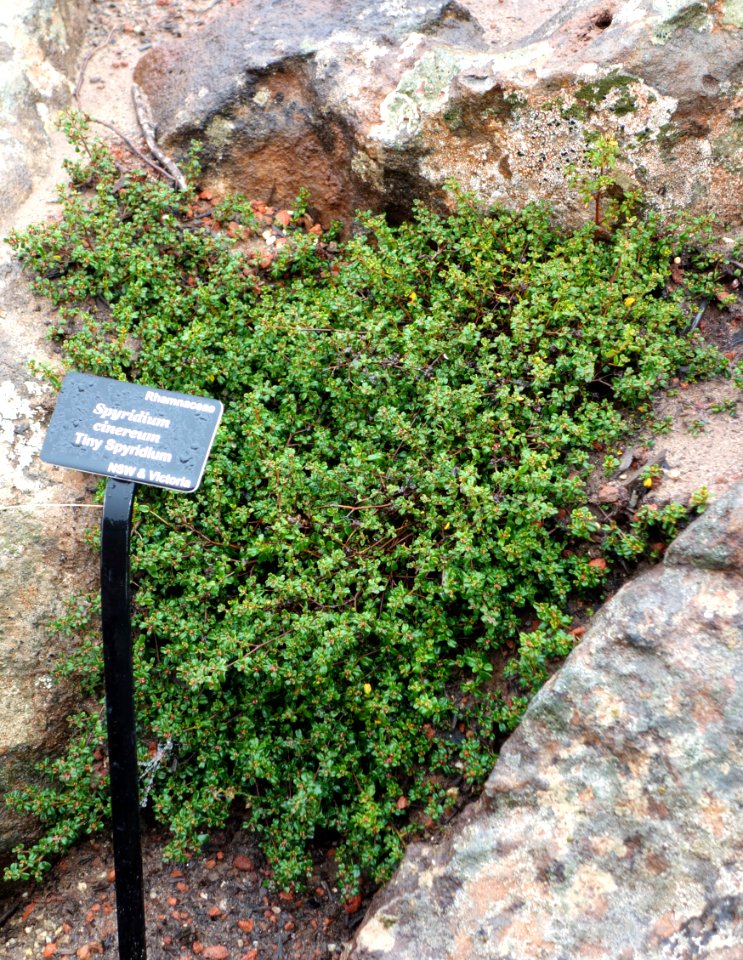 Spyridium cinereum - UC Santa Cruz Arboretum - DSC07495