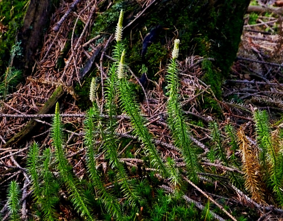 Sprossender Bärlapp Jungmaierhütte