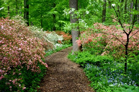 Springtime - Winterthur Museum - DSC01625