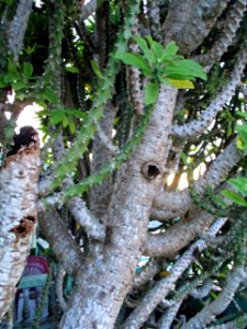 Spurge tree (Togian Islands 2017) trunk