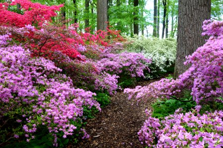 Springtime - Winterthur Museum - DSC01629