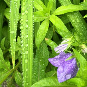 Rainy day purple flower petal photo