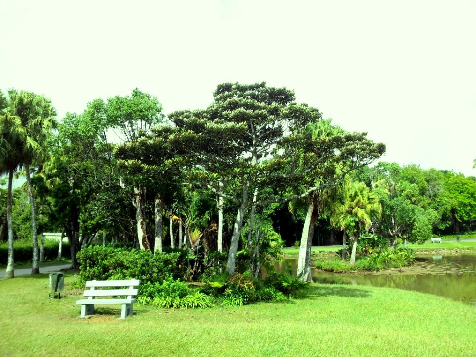 SSR Curepipe Botanical Gardens - Mauritius 5