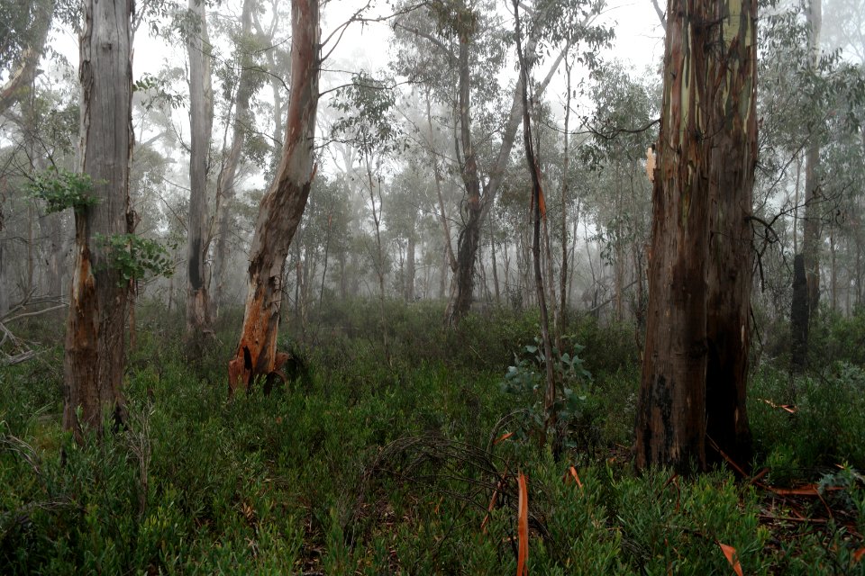 Square Rock Walking Track, Namadgi National Park 76