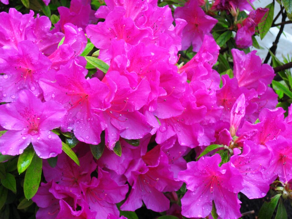 Flowers rain drop of water