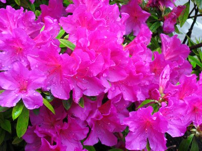 Flowers rain drop of water