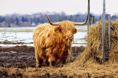 Manger eat winter