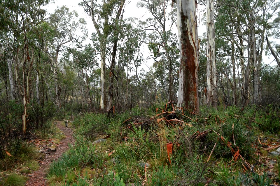 Square Rock Walking Track, Namadgi National Park 84