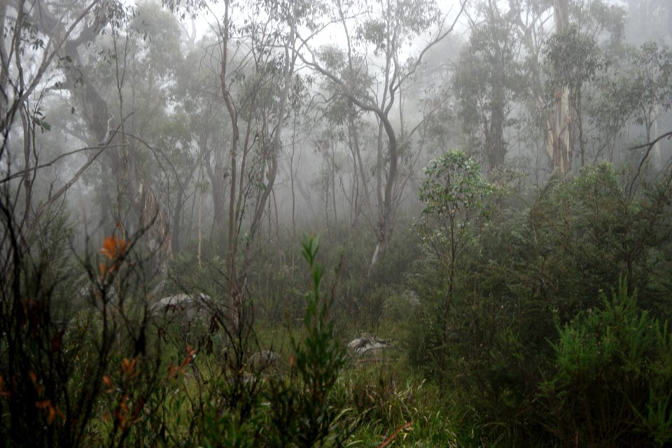 Square Rock Walking Track, Namadgi National Park 11
