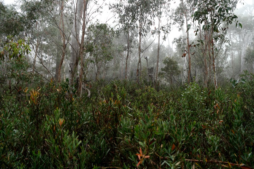 Square Rock Walking Track, Namadgi National Park 74