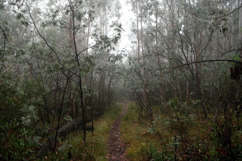 Square Rock Walking Track, Namadgi National Park 35