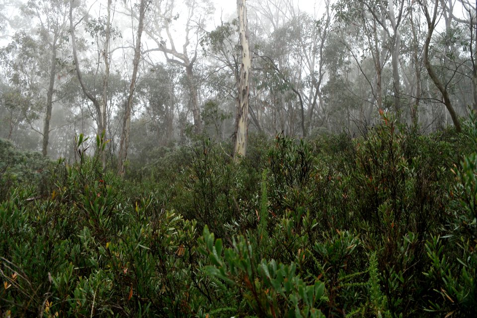 Square Rock Walking Track, Namadgi National Park 69