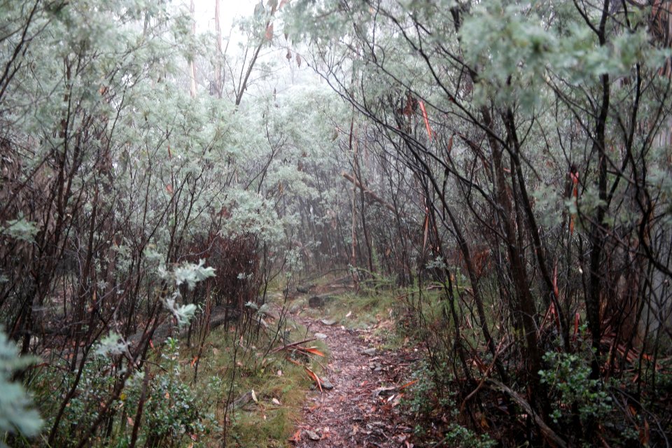 Square Rock Walking Track, Namadgi National Park 30