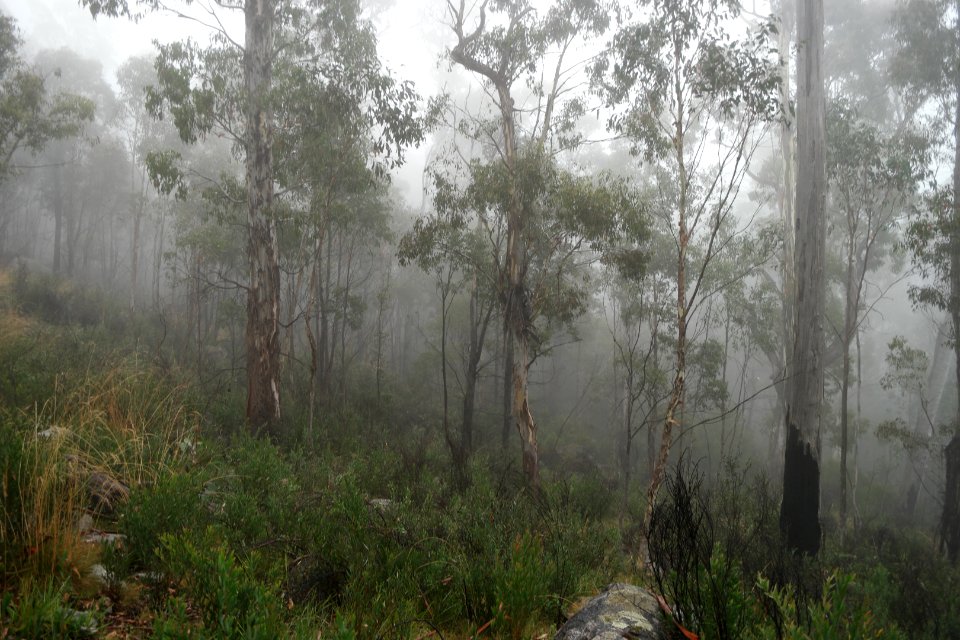 Square Rock Walking Track, Namadgi National Park 23