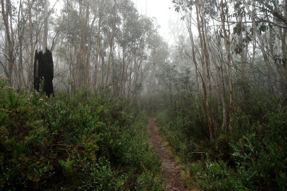 Square Rock Walking Track, Namadgi National Park 25