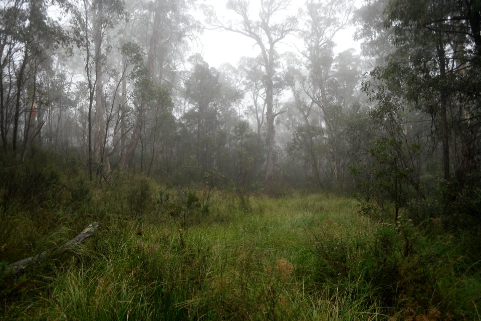 Square Rock Walking Track, Namadgi National Park 08