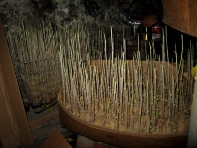 Sprouted potato boxes basement