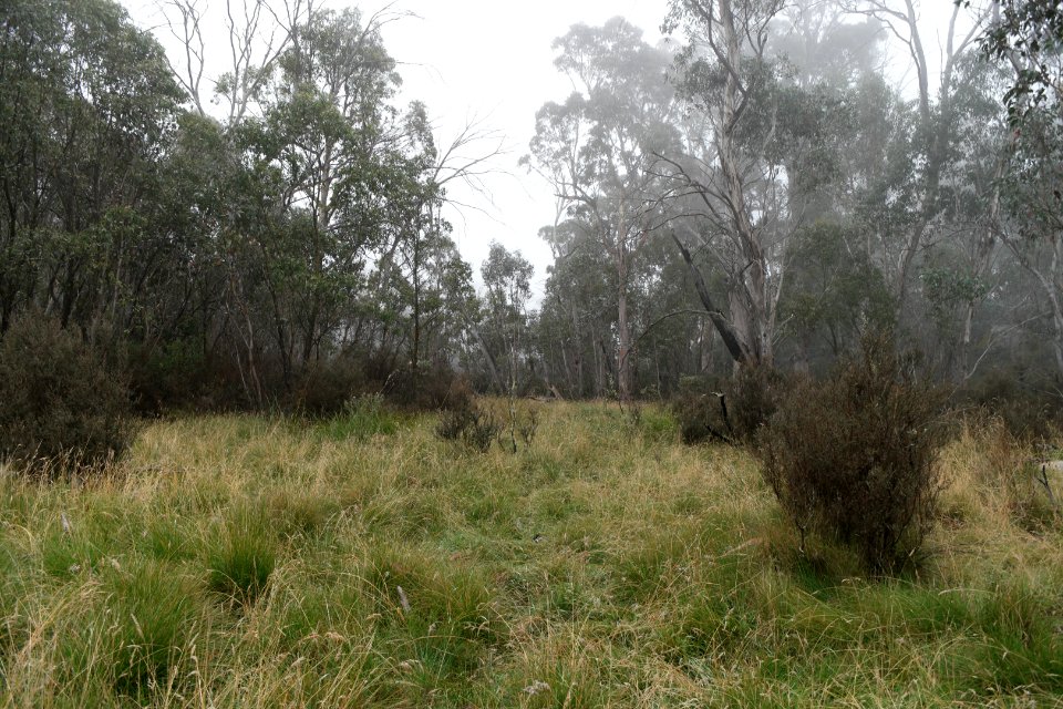 Square Rock Walking Track, Namadgi National Park 85