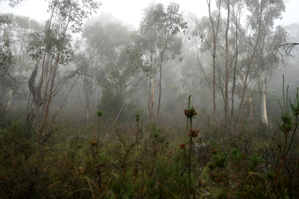 Square Rock Walking Track, Namadgi National Park 15