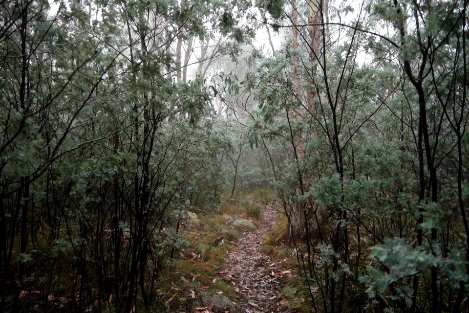 Square Rock Walking Track, Namadgi National Park 31