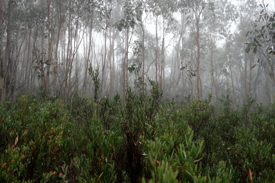 Square Rock Walking Track, Namadgi National Park 29