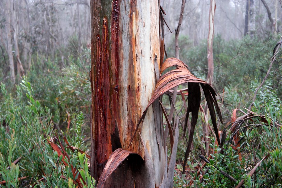 Square Rock Walking Track, Namadgi National Park 79