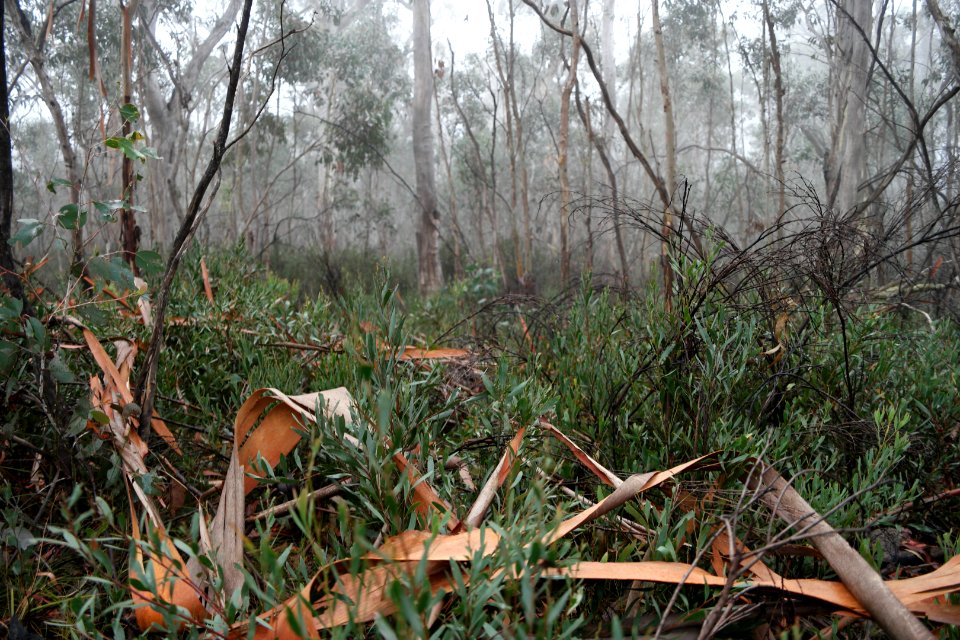 Square Rock Walking Track, Namadgi National Park 82