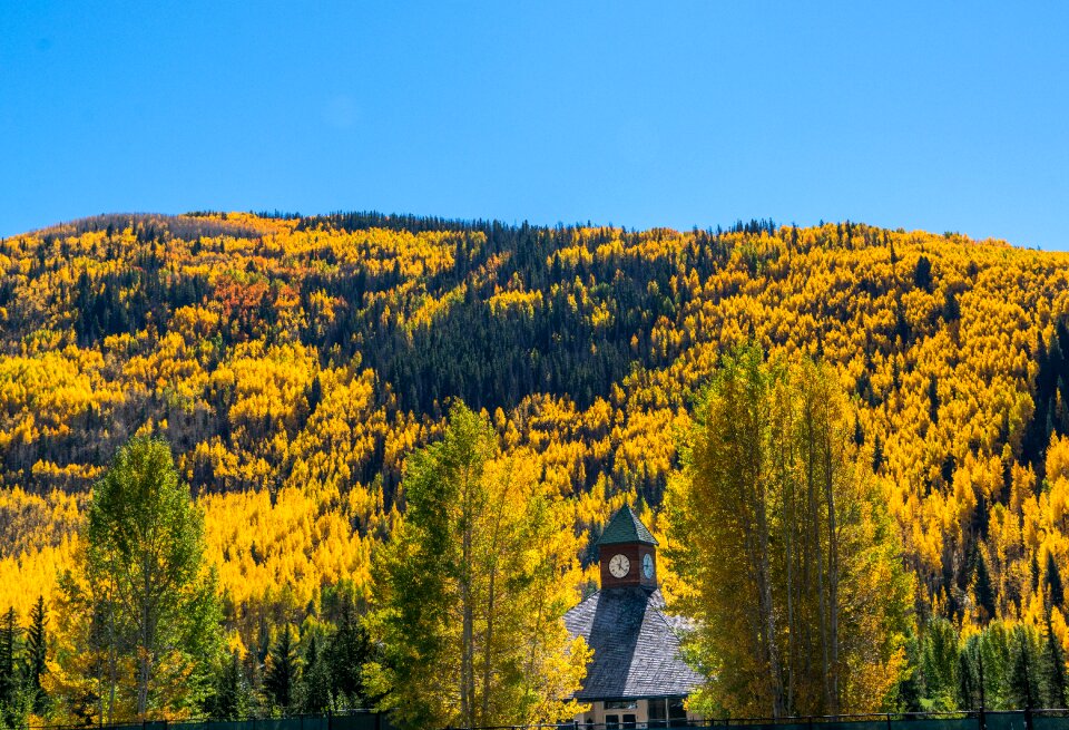 Foliage nature usa travel