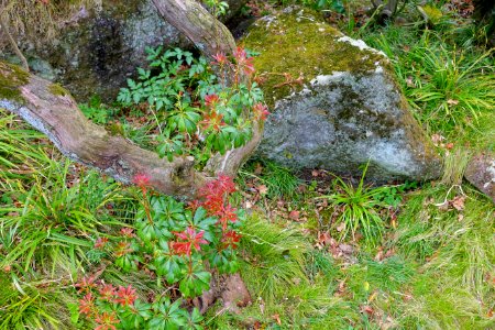 Springtime - Hakuun-do Chaen Tearooms - Gora Park - Hakone, Kanagawa, Japan DSC08508