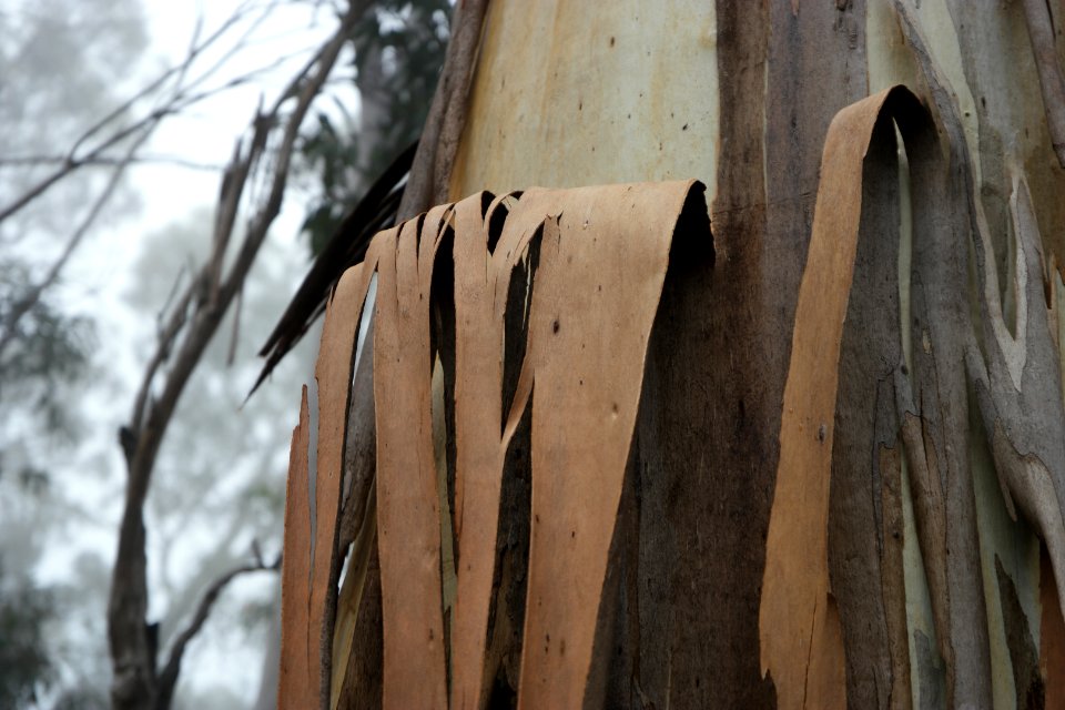 Square Rock Walking Track, Namadgi National Park 81