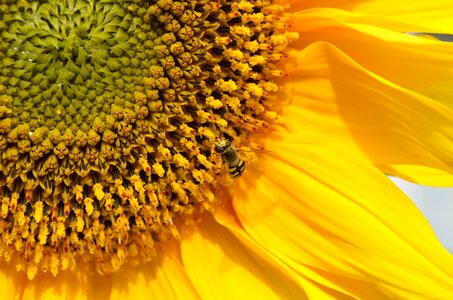 Sunflower pollen insect