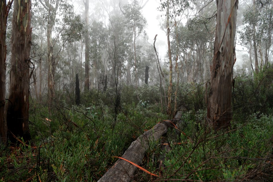 Square Rock Walking Track, Namadgi National Park 77