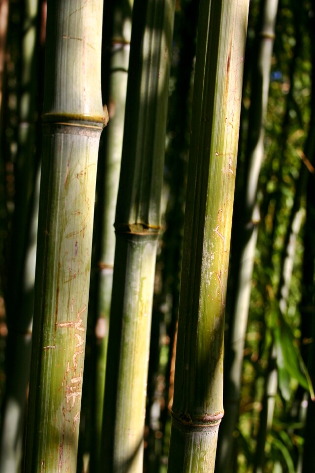 Nature park structure