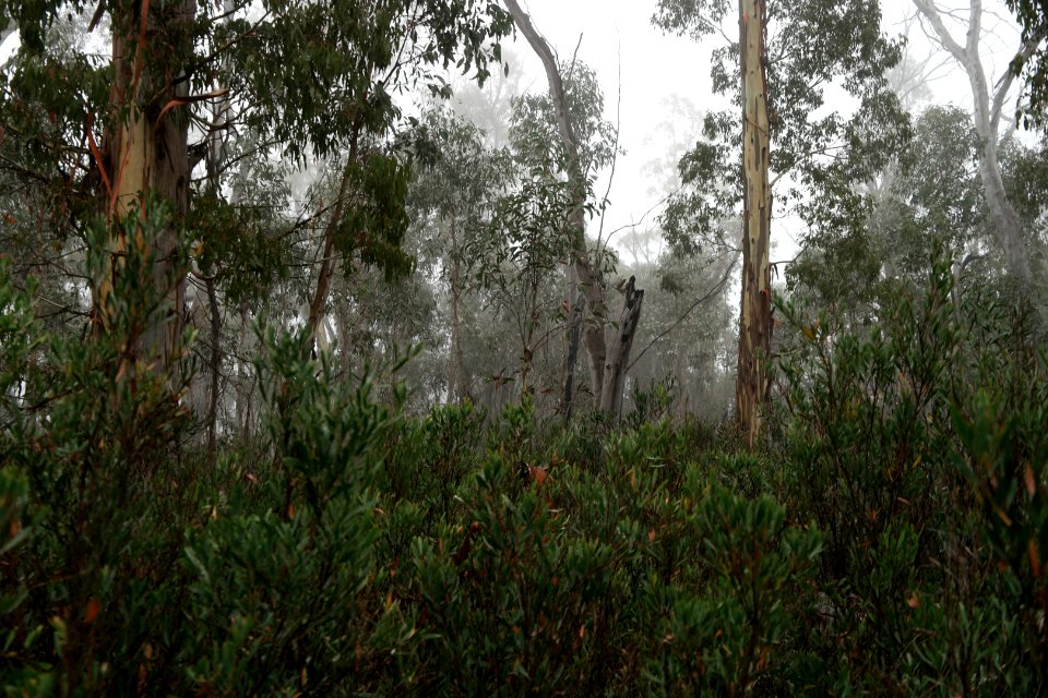 Square Rock Walking Track, Namadgi National Park 73