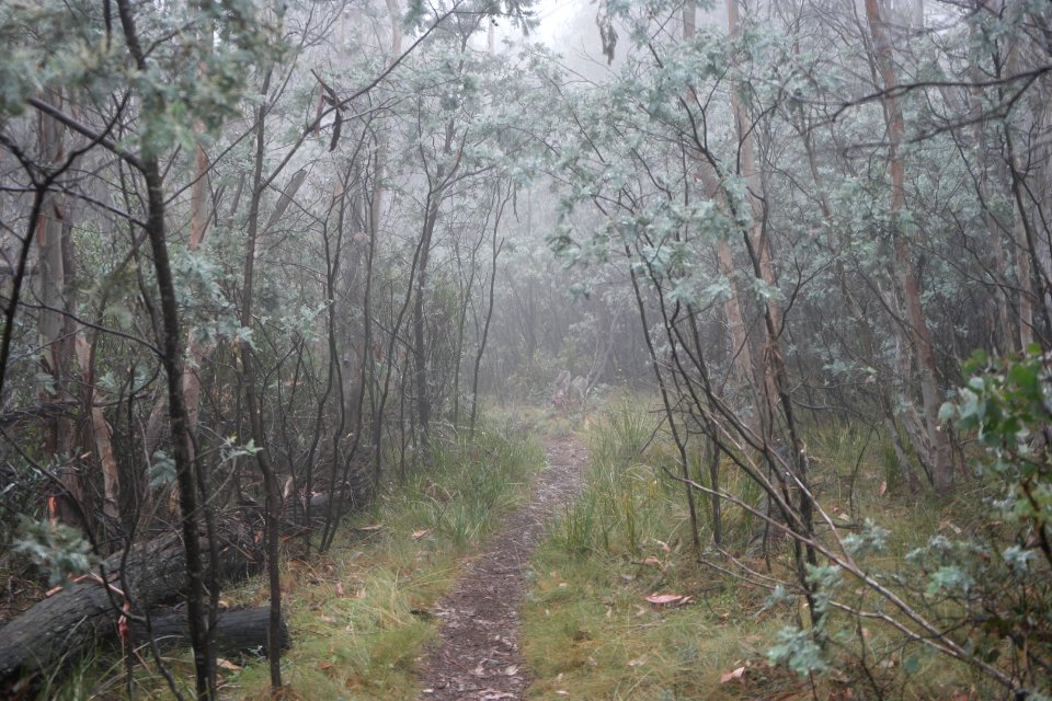 Square Rock Walking Track, Namadgi National Park 34