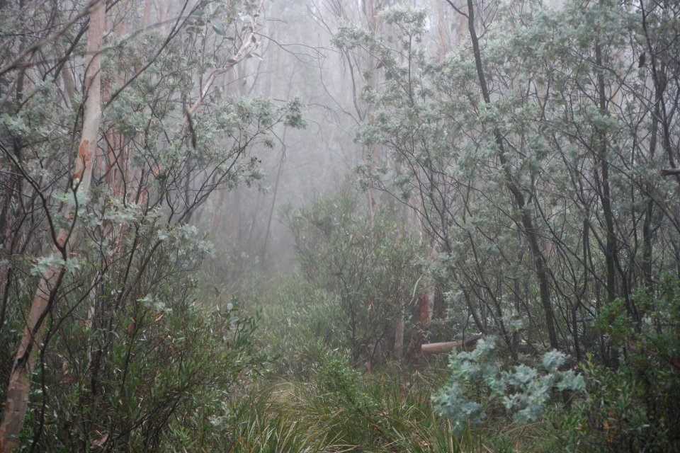 Square Rock Walking Track, Namadgi National Park 33