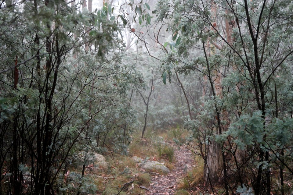 Square Rock Walking Track, Namadgi National Park 32