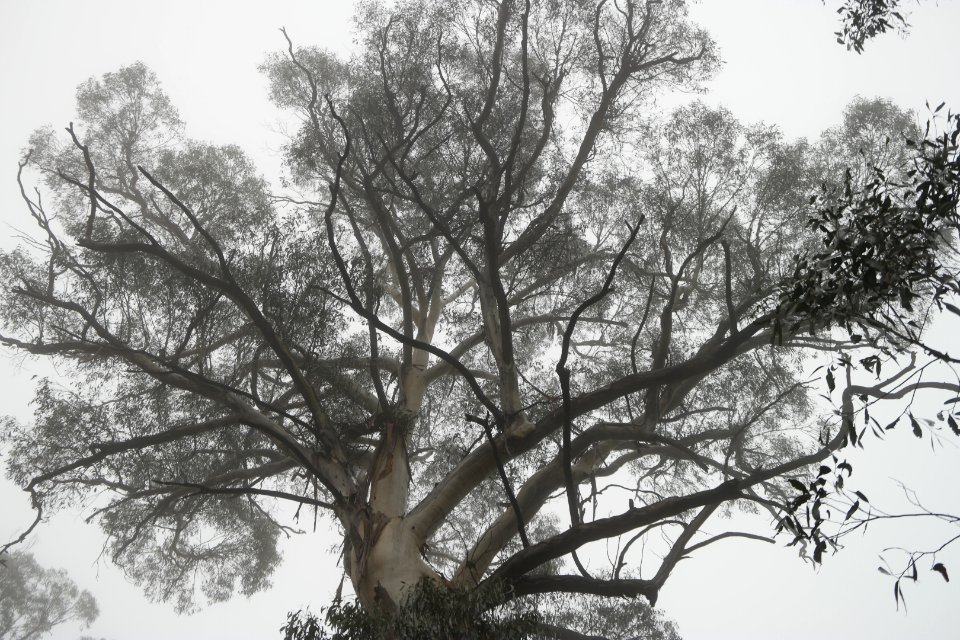 Square Rock Walking Track, Namadgi National Park 14