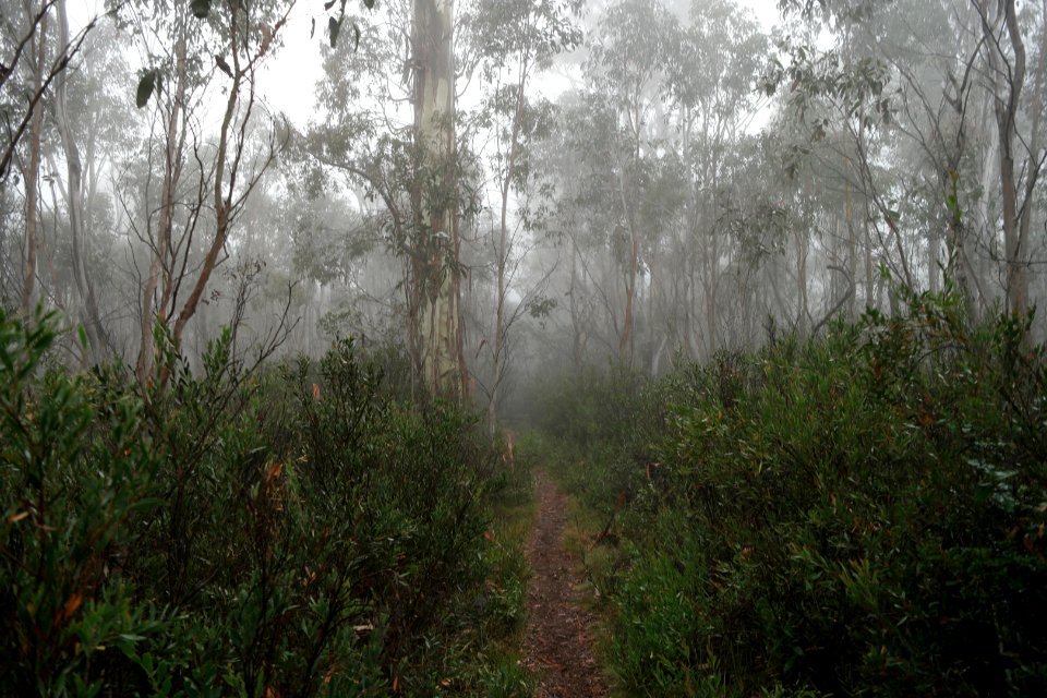 Square Rock Walking Track, Namadgi National Park 26