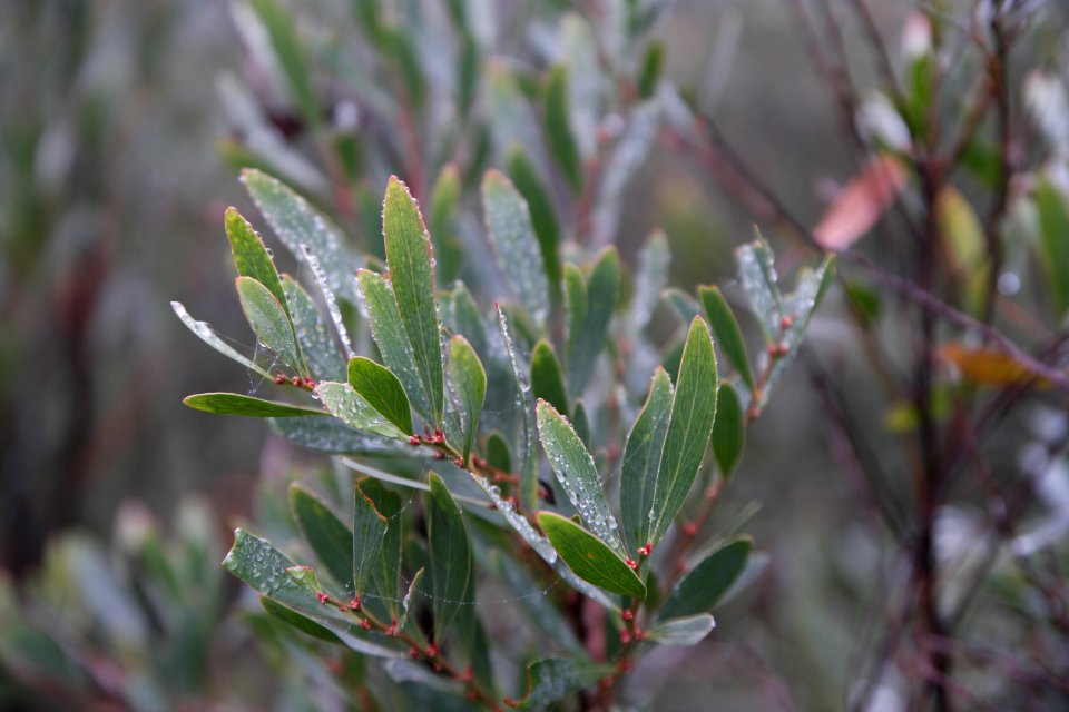 Square Rock Walking Track, Namadgi National Park 71