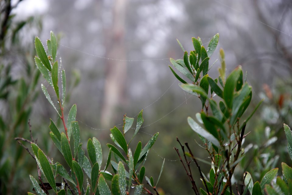 Square Rock Walking Track, Namadgi National Park 72