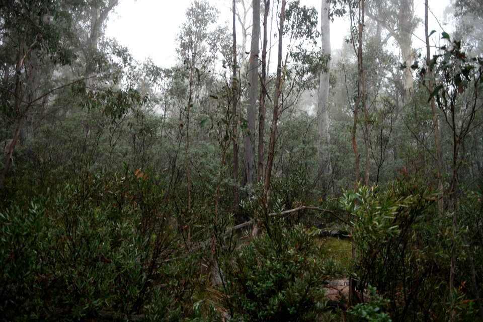 Square Rock Walking Track, Namadgi National Park 01