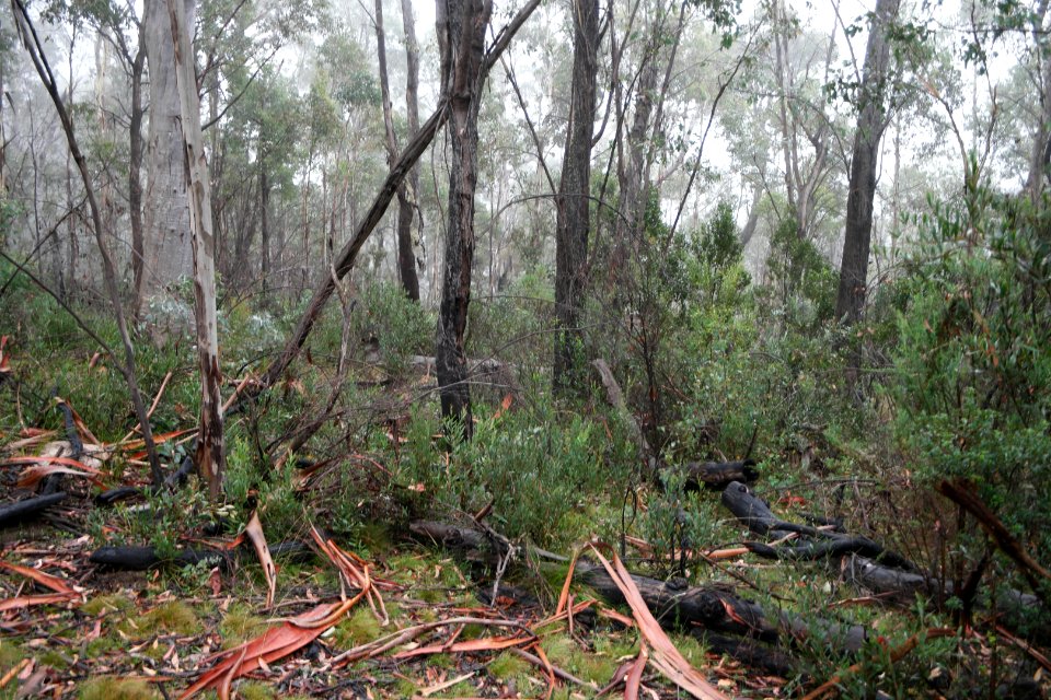 Square Rock Walking Track, Namadgi National Park 02