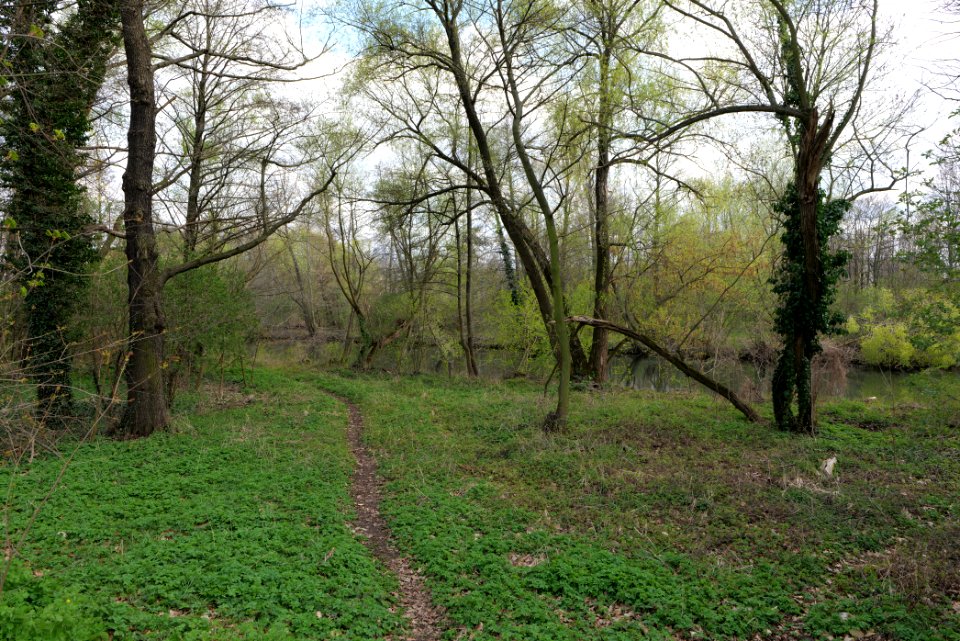 Spreeaue Cottbus-Nord at Käthe-Kollwitz-Ufer 2021-04-24 04