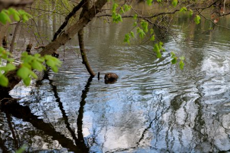 Spree in Spreeaue Cottbus-Nord 2021-04-24 05