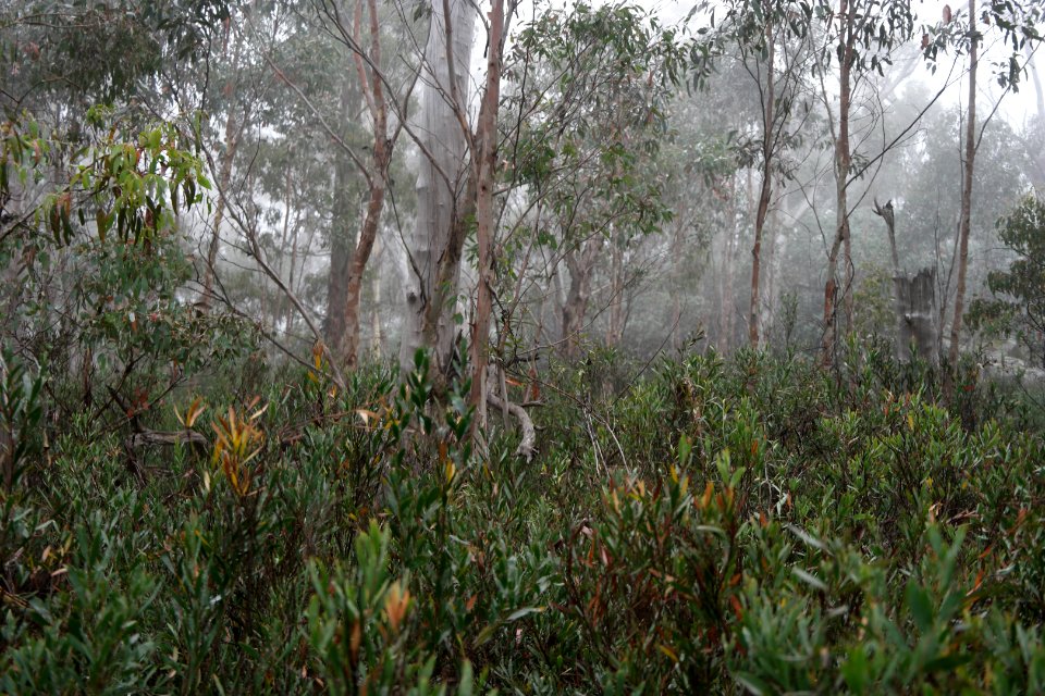 Square Rock Walking Track, Namadgi National Park 75