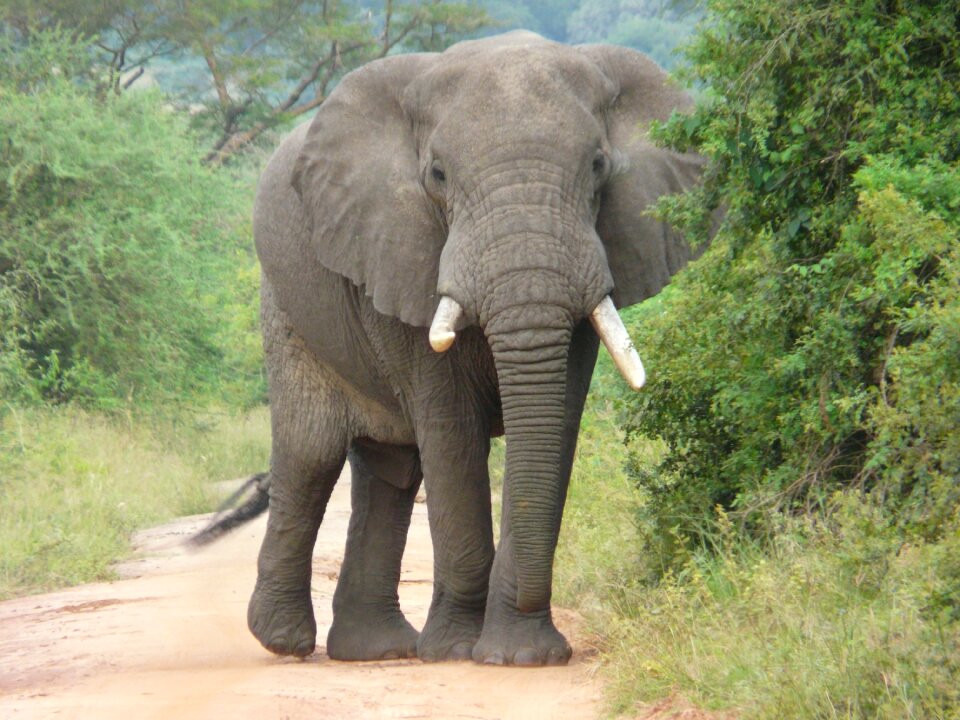 Endangered wildlife safari