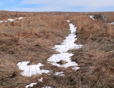 Spring Creek Prairie wagon ruts from W 4